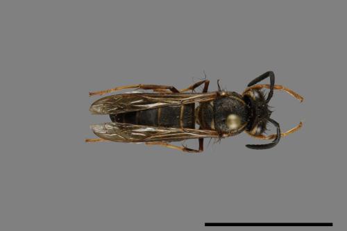 Vespula flaviceps[細黃胡蜂][00073281]