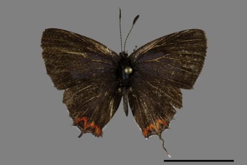 Heliophorus ila matsumurae[紅邊黃小灰蝶][00102011]