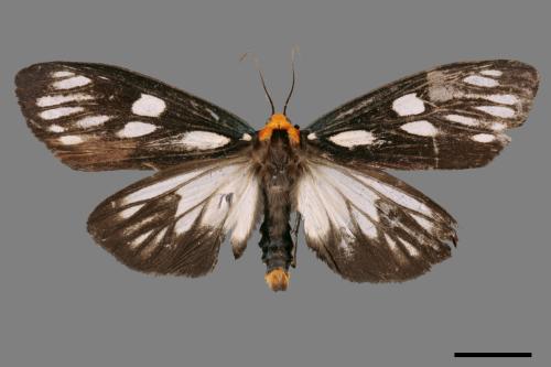 Macrobrochis gigas[巨網苔蛾][00058196]