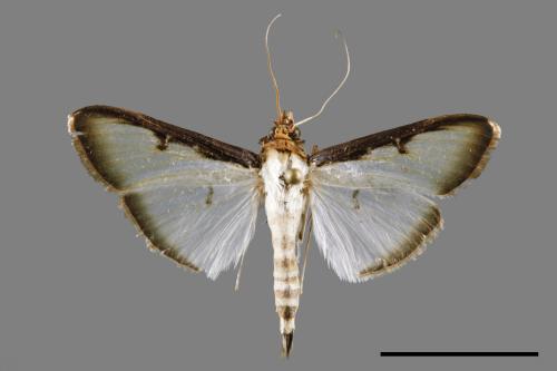 Sisyrophora pfeifferae[00029895]