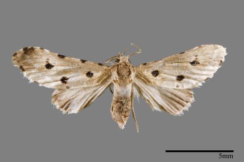 Metaemene atrigutta maculata[麗夜蛾][00009057]