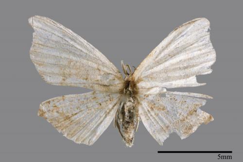 Chundana emarginata[凹緣雙尾蛾][00051191]