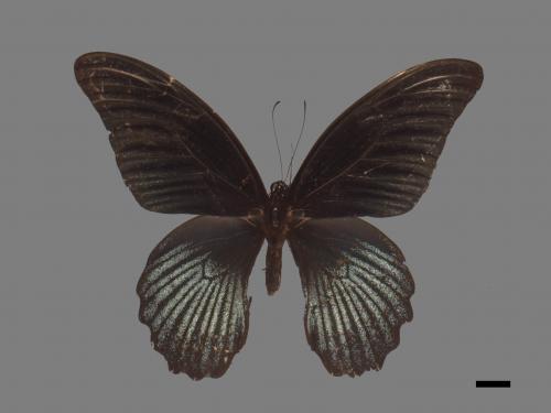 Papilio memnon heronus[大鳳蝶][00015262]