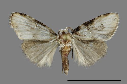 <已分類>Family：Noctuidae[夜蛾科][00092161]