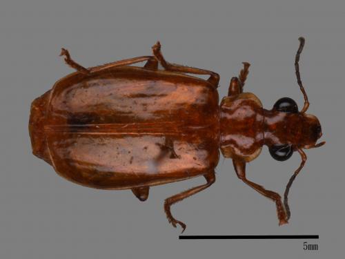 <已分類>Family：Carabidae[步行蟲科][00043305]