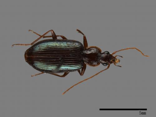 <已分類>Family：Carabidae[步行蟲科][00041260]