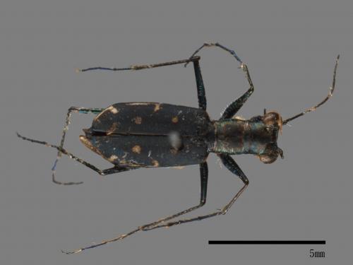 Cylindera kaleea[00054324]