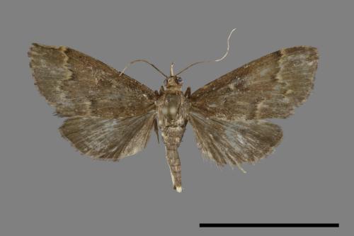<已分類>Family：Crambidae[草螟科][00092311]