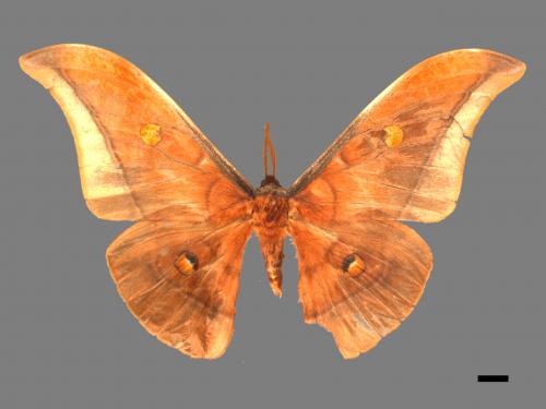 Antheraea formosana[紅目天蠶蛾][00105521]