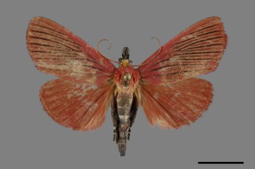 Arctioblepsis rubida[00092203]