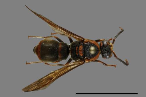 Orancistrocerus drewseni nigricapitus[赭褐毛唇蜾蠃][00100890]