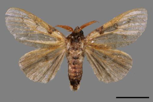 Calliteara postfusca[波茸毒蛾][00042684]