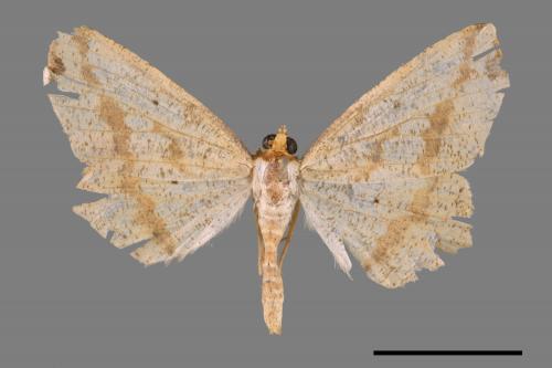 Pareclipsis serrulata[淡黃尺蛾][00045443]