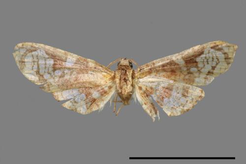 <已分類>Family：Thyrididae[窗蛾科][00037353]