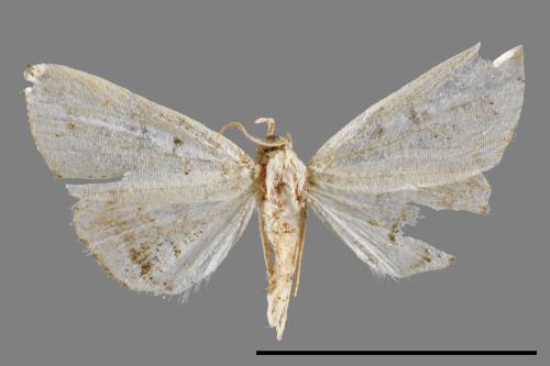 <已分類>Genus：Herminia[00011661]