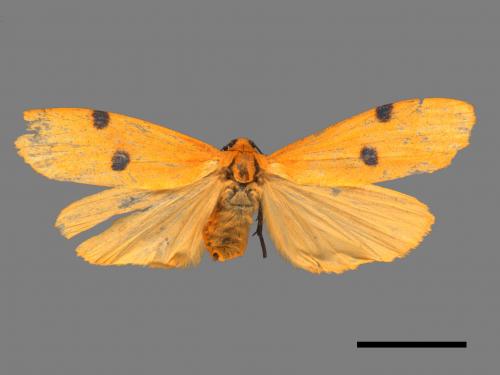 Conilepia nigricosta paiwan[藍緣苔蛾][00045901]