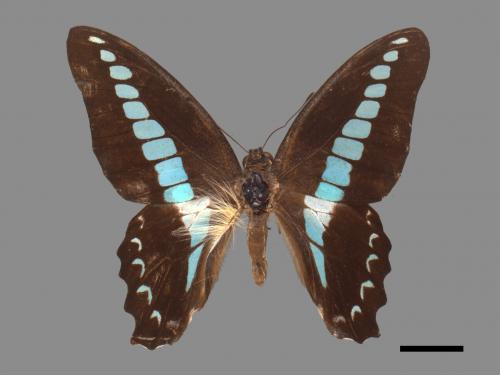 Graphium sarpedon connectens[青帶鳳蝶][00013702]