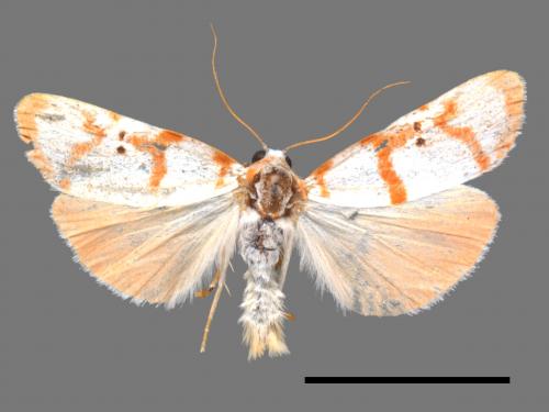 Cyana hamata[優雪苔蛾][00058696]