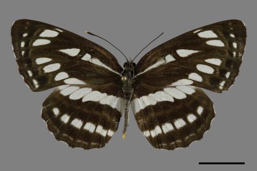 Neptis hylas luculenta[琉球三線蝶][00093814]