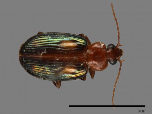<已分類>Family：Carabidae[步行蟲科][00092679]