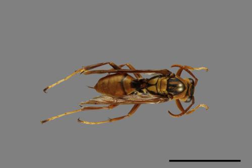 Polistes formosanus[00094657]