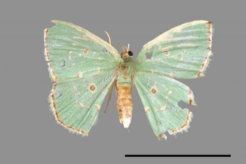 Comostola subtiliaria demeritaria[長斑四圈青尺蛾][00039956]