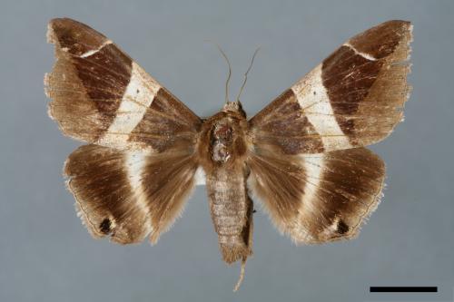 Dysgonia praetermissa[腎巾夜蛾][00005750]