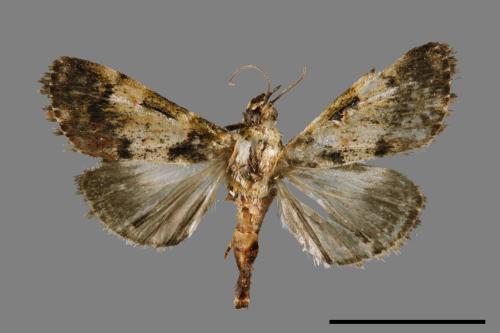 <已分類>Family：Pyralidae[螟蛾科][00027353]
