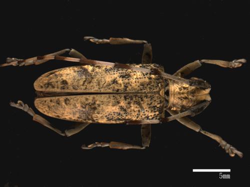 Acalolepta rusticatrix rusticatrix[銹絨毛天牛][00082511]