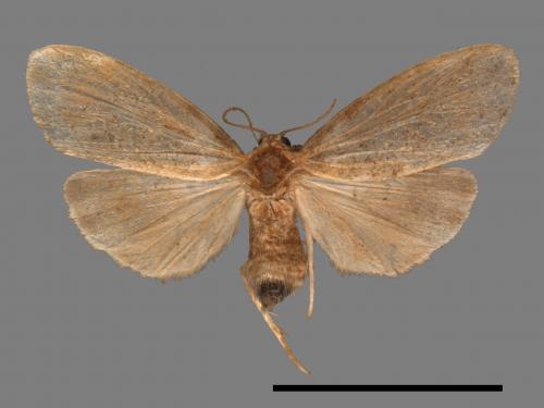 Parasiccia limbata[00045339]