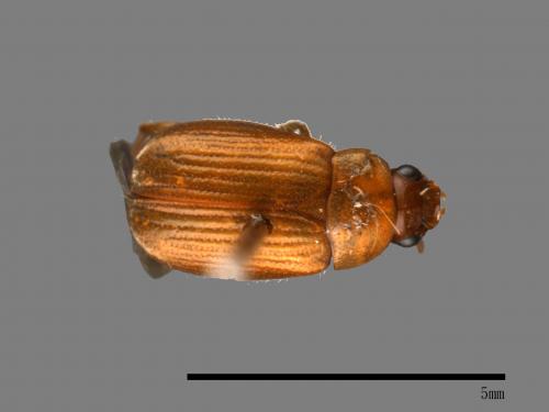 <已分類>Family：Scarabaeidae[金龜子科][00084158]