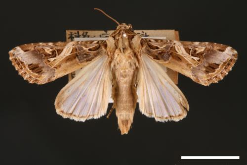 Spodoptera litura[斜紋夜蛾][00002849]