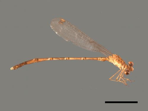 Lestes praemorsus decipiens[隱紋絲蟌][00104133]