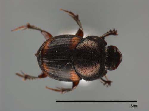 Onthophagus proletarius[四紋嗡蜣螂][00058958]