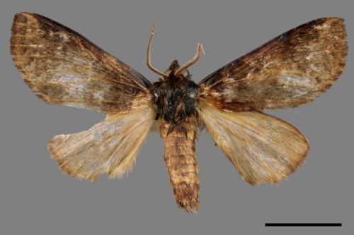 Neodrymonia seriatopunctata[黃肩舟蛾][00042661]