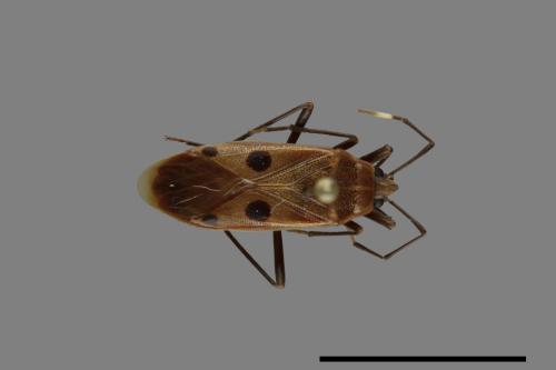 Physopelta quadriguttata[00040939]