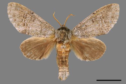 Mesophalera sigmata[下黑舟蛾][00018063]