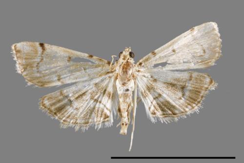 <已分類>Family：Crambidae[草螟科][00064100]