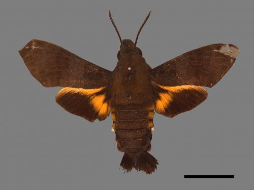 Macroglossum corythus luteata[黃紋長喙天蛾][00017884]