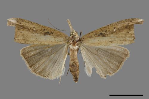 <已分類>Genus：Hypena[00091668]