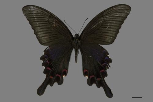 Papilio bianor thrasymedes[烏鴉鳳蝶][00101598]