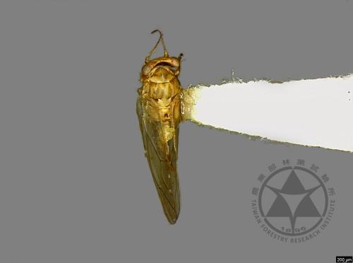 <已分類>Family：Psyllidae[木蝨科][00078152]