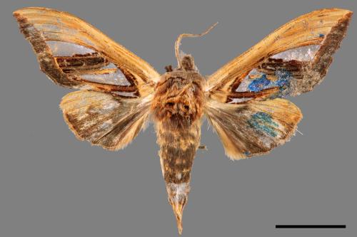 Tarsolepis taiwana[臺灣銀斑舟蛾][00052823]