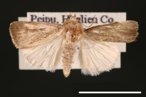 Athetis cognata[00003215]