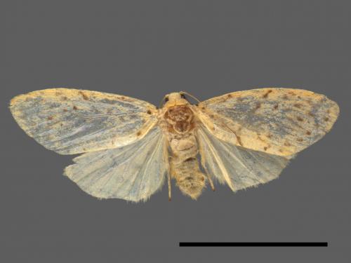 Asura alikangiae[關山豔苔蛾][00052667]