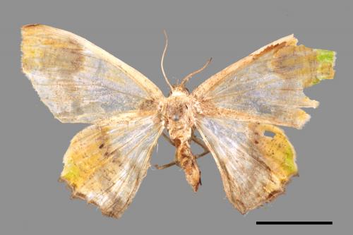 Agathia diversiformis[短尾艷青尺蛾][00035658]