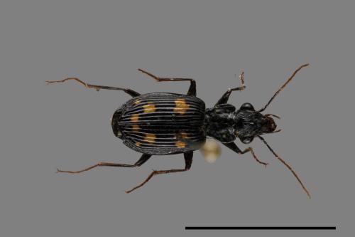 <已分類>Family：Carabidae[步行蟲科][00084910]