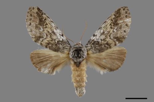 Neodrymonia maculata[波斑舟蛾][00071016]