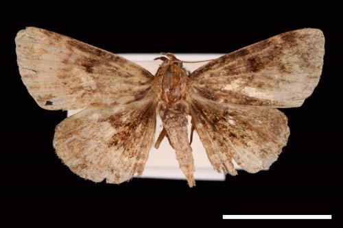 <已分類>Genus：Diomea[00007323]