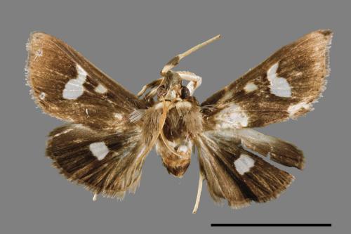 <已分類>Genus：Pleuroptya[00026945]